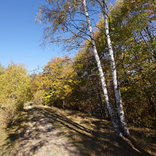 Autumn Landscape with yellow trees, Vitosha Mountain, Sofia City Region, Bulgaria