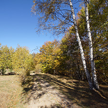 Autumn Landscape with yellow trees, Vitosha Mountain, Sofia City Region, Bulgaria