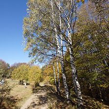 Autumn Landscape with yellow trees, Vitosha Mountain, Sofia City Region, Bulgaria