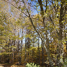 Autumn Landscape with yellow trees, Vitosha Mountain, Sofia City Region, Bulgaria