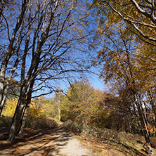 Autumn Landscape with yellow trees, Vitosha Mountain, Sofia City Region, Bulgaria