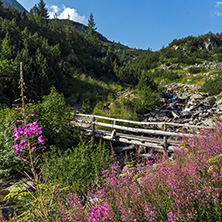 Amazing Landscape with mountain river, Pirin Mountain, Bulgaria