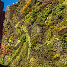MADRID, SPAIN - JANUARY 22, 2018: Vertical garden wall and CaixaForum Museum in City of Madrid, Spain