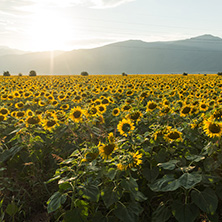 Amazing sunset landscape of sunflower field at Kazanlak Valley, Stara Zagora Region, Bulgaria