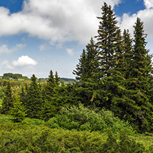 Amazing Landscape with green hills at Vitosha Mountain, Sofia City Region, Bulgaria