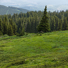 Amazing Landscape with green hills at Vitosha Mountain, Sofia City Region, Bulgaria