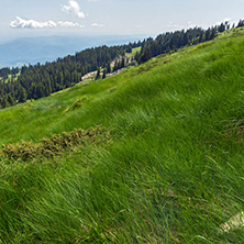 Amazing Landscape with green hills at Vitosha Mountain, Sofia City Region, Bulgaria