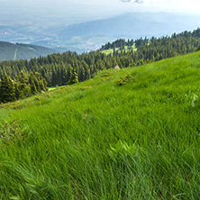 Panorama with green hills at Vitosha Mountain, Sofia City Region, Bulgaria