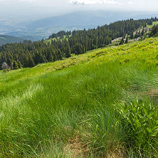 Panorama with green hills at Vitosha Mountain, Sofia City Region, Bulgaria