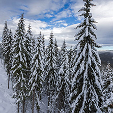 Winter landscape with Pines covered with snow in Rhodope Mountains near pamporovo resort, Smolyan Region, Bulgaria