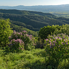 Amazing Spring Landscape near rock formation Stob pyramids, Rila Mountain, Kyustendil region, Bulgaria