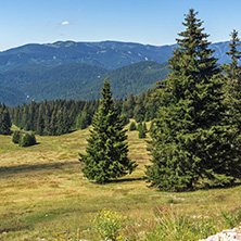Amazing Summer landscape of Rhodope Mountains near Snezhanka peak and ski resort Pamporovo, Smolyan Region, Bulgaria
