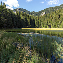 Amazing landscape of  The Grassy (Trevistoto) Smolyan lake at Rhodope Mountains, Smolyan Region, Bulgaria