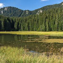 Amazing landscape of  The Grassy (Trevistoto) Smolyan lake at Rhodope Mountains, Smolyan Region, Bulgaria