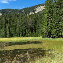 Amazing landscape of  The Grassy (Trevistoto) Smolyan lake at Rhodope Mountains, Smolyan Region, Bulgaria