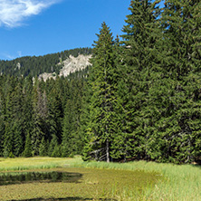 Amazing landscape of  The Grassy (Trevistoto) Smolyan lake at Rhodope Mountains, Smolyan Region, Bulgaria