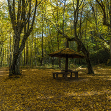 Autumn Landscape with yellow Trees near Devil town in Radan Mountain, Serbia