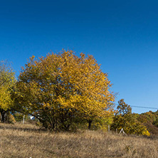 Autumn landscape of Cherna Gora (Monte Negro) mountain, Pernik Region, Bulgaria