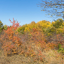 Amazing Autumn landscape of Cherna Gora (Monte Negro) mountain, Pernik Region, Bulgaria