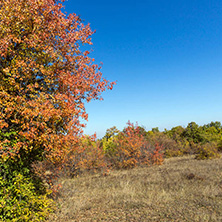 Amazing Autumn landscape of Cherna Gora (Monte Negro) mountain, Pernik Region, Bulgaria