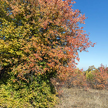 Amazing Autumn landscape of Cherna Gora (Monte Negro) mountain, Pernik Region, Bulgaria