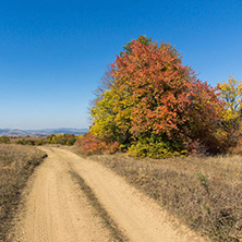 Amazing Autumn landscape of Cherna Gora (Monte Negro) mountain, Pernik Region, Bulgaria