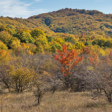 Amazing Autumn landscape of Cherna Gora (Monte Negro) mountain, Pernik Region, Bulgaria