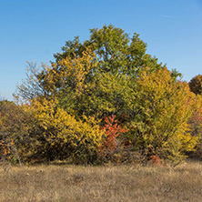 Amazing Autumn landscape of Cherna Gora (Monte Negro) mountain, Pernik Region, Bulgaria