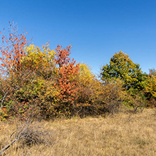 Amazing Autumn landscape of Cherna Gora (Monte Negro) mountain, Pernik Region, Bulgaria