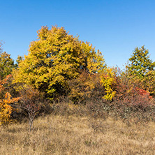 Amazing Autumn landscape of Cherna Gora (Monte Negro) mountain, Pernik Region, Bulgaria