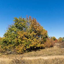 Amazing Autumn landscape of Cherna Gora (Monte Negro) mountain, Pernik Region, Bulgaria