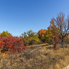 Amazing Autumn landscape of Cherna Gora (Monte Negro) mountain, Pernik Region, Bulgaria