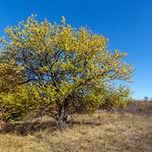 Amazing Autumn landscape of Cherna Gora (Monte Negro) mountain, Pernik Region, Bulgaria