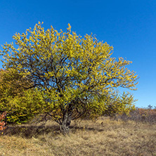 Amazing Autumn landscape of Cherna Gora (Monte Negro) mountain, Pernik Region, Bulgaria