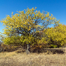 Amazing Autumn landscape of Cherna Gora (Monte Negro) mountain, Pernik Region, Bulgaria