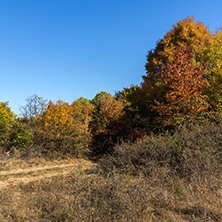 Amazing Autumn landscape of Cherna Gora (Monte Negro) mountain, Pernik Region, Bulgaria