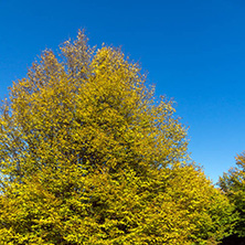 Amazing Autumn landscape of Cherna Gora (Monte Negro) mountain, Pernik Region, Bulgaria