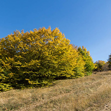 Amazing Autumn landscape of Cherna Gora (Monte Negro) mountain, Pernik Region, Bulgaria