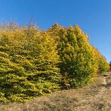 Amazing Autumn landscape of Cherna Gora (Monte Negro) mountain, Pernik Region, Bulgaria