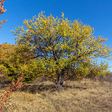 Amazing Autumn Panorama of Cherna Gora (Monte Negro) mountain, Pernik Region, Bulgaria