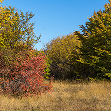 Amazing Autumn Panorama of Cherna Gora (Monte Negro) mountain, Pernik Region, Bulgaria