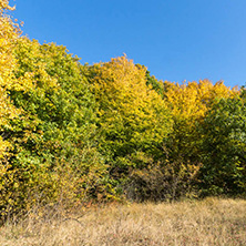 Amazing Autumn Panorama of Cherna Gora (Monte Negro) mountain, Pernik Region, Bulgaria