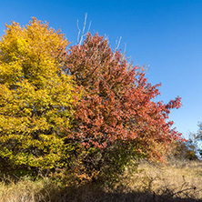 Amazing Autumn Panorama of Cherna Gora (Monte Negro) mountain, Pernik Region, Bulgaria