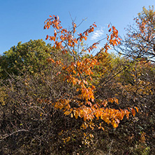 Amazing Autumn Panorama of Cherna Gora (Monte Negro) mountain, Pernik Region, Bulgaria